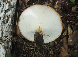 Polyporus tuberaster