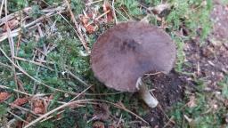 Pluteus umbrosus