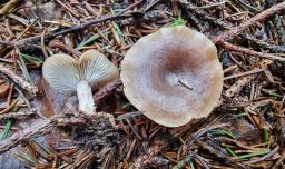 Rhizocybe pruinosa