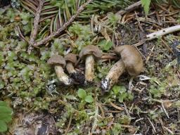 Mallocybe gymnocarpa