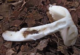 Russula risigallina