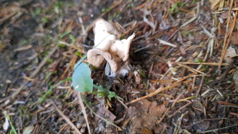 Helvella crispa