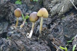 Conocybe siliginea