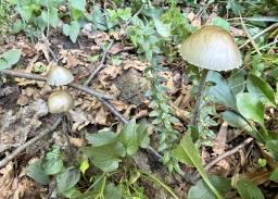 Panaeolus papilionaceus