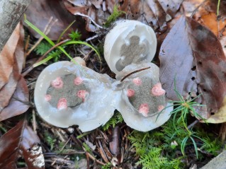 Clathrus archeri