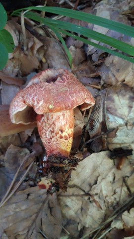 Cortinarius bolaris