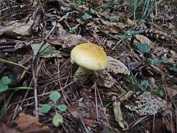 Russula farinipes