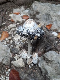 Coprinus comatus