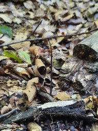 Mycetinis alliaceus