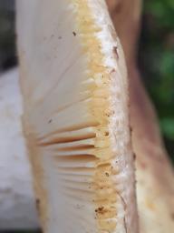 Russula pallidospora