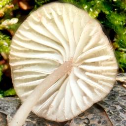 Mycena galericulata