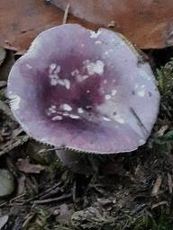 Russula amoena