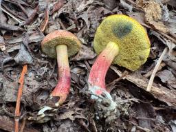Xerocomellus ripariellus