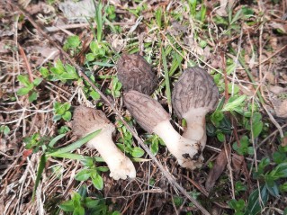 Morchella deliciosa