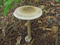 Amanita battarrae