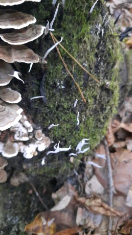 Xylaria hypoxylon