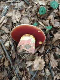 Rubroboletus rhodoxanthus