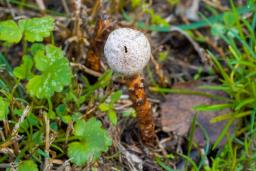 Tulostoma winterhoffii