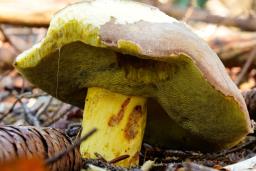 Butyriboletus roseogriseus