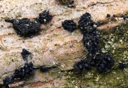 Gibberella pulicaris