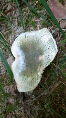 Russula virescens