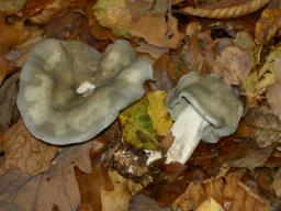 Clitocybe odora