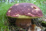 Boletus pinophilus