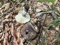 Russula nigricans