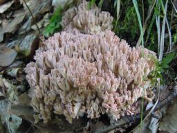 Ramaria botrytis