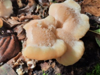 Climacocystis borealis