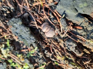 Lycogala epidendrum