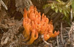 Calocera viscosa