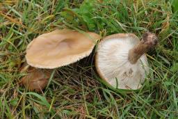 Melanoleuca grammopodia