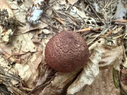 Tricholoma vaccinum