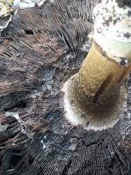 Agaricus bitorquis