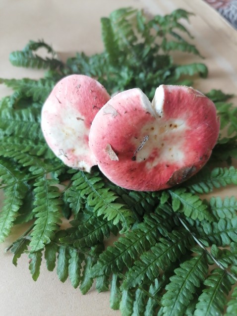 Russula emetica