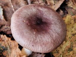 Russula versicolor