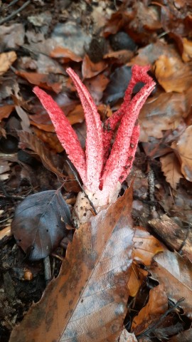 Clathrus archeri