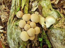 Apioperdon pyriforme