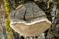 Phellinus pomaceus