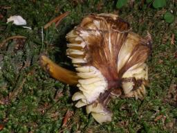 Hygrocybe spadicea