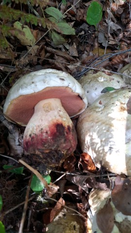 Rubroboletus satanas