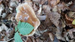 Cortinarius elatior