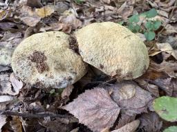 Gyroporus cyanescens