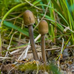 Panaeolus papilionaceus