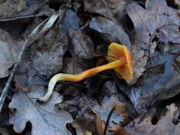 Hygrocybe mucronella