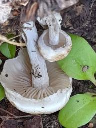 Asterophora lycoperdoides