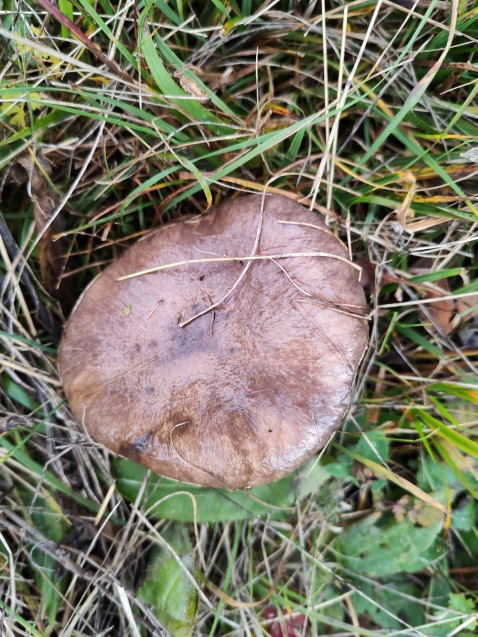 Gomphidius glutinosus