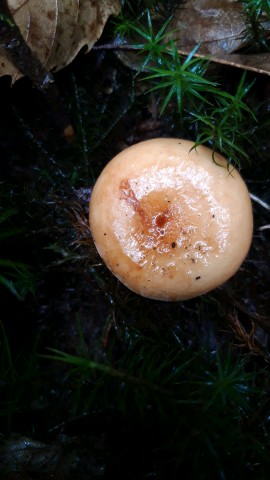 Lactifluus volemus