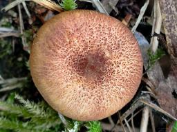 Tricholomopsis flammula